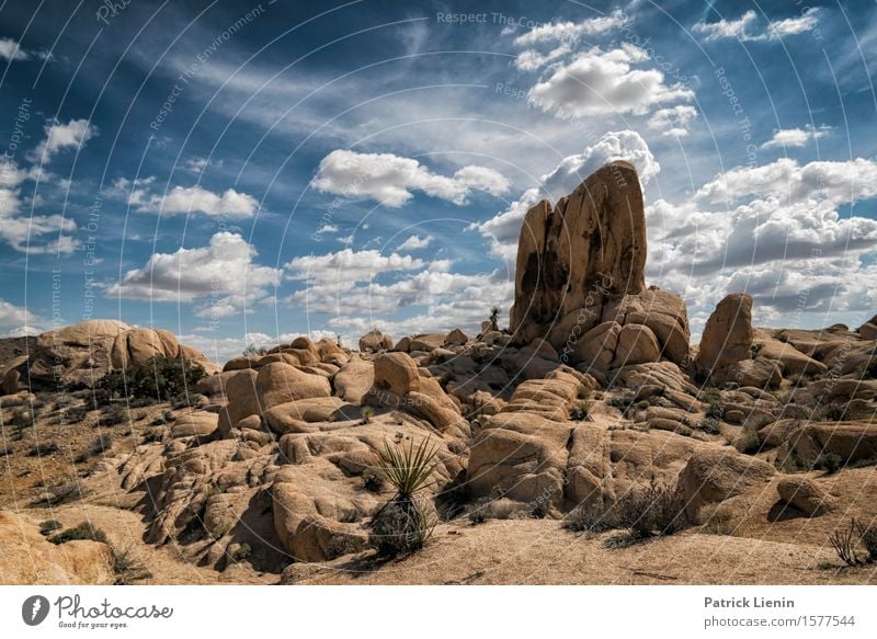 Joshua Tree National Park Lifestyle Beautiful Vacation & Travel Adventure Far-off places Freedom Expedition Summer Mountain Environment Nature Landscape