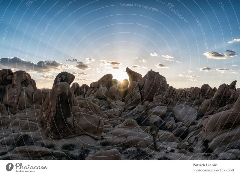 Joshua Tree National Park Beautiful Harmonious Well-being Senses Relaxation Vacation & Travel Adventure Far-off places Expedition Summer Sun Mountain