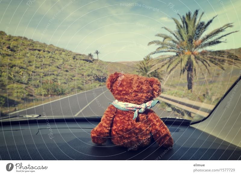 Teddy Per on vacation (9) Vacation & Travel Trip Adventure Summer vacation Palm tree Motoring Street Crash barrier Toys Teddy bear Cuddly toy Horizon Looking