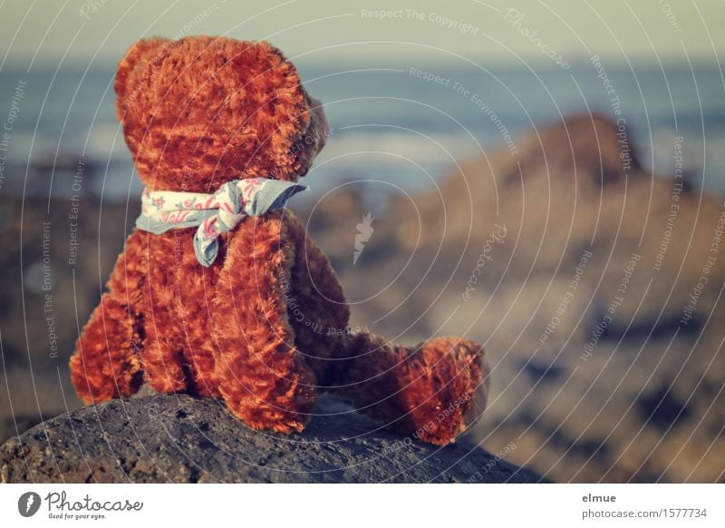 Teddy Per on holiday (12) Coast Ocean Rock Volcanic beach Teddy bear Cuddly toy Relaxation Looking Sit Warmth Contentment Joie de vivre (Vitality) Serene Calm