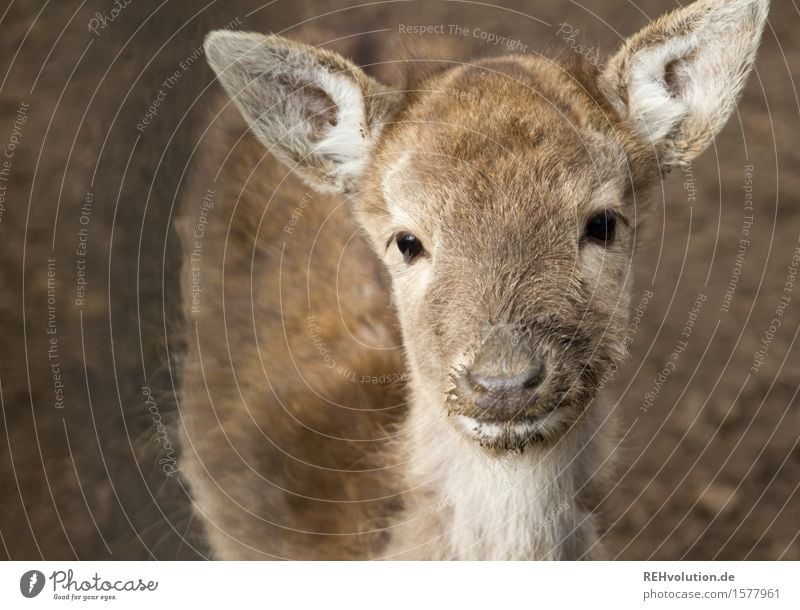 reh Environment Nature Animal Observe Brown Baby animal Wild animal Zoo Fawn Roe deer Colour photo Subdued colour Exterior shot Deserted Neutral Background Day
