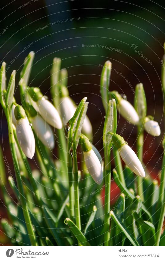 Galánthus nivális - little snowdrops Sunlight Winter Plant Spring Flower Blossom Tall Green White Snowdrop Bell daffodil family