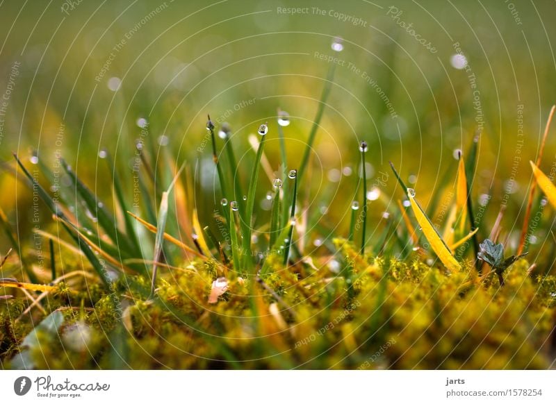 in the morning Environment Plant Drops of water Grass Moss Meadow Fresh Glittering Wet Natural Soft Serene Calm Nature Colour photo Exterior shot Close-up
