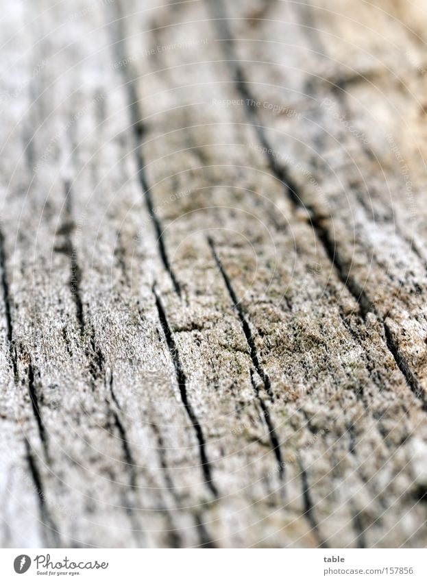 Good Wood Macro (Extreme close-up) Log Structures and shapes Death Firewood Weathered Old Dry Crack & Rip & Tear Column Gray Black Green Close-up
