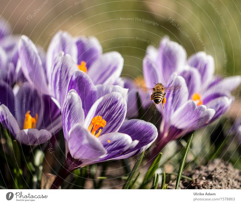 Bee in spring at Krokussfeld Nature Plant Animal Spring Flower Blossom Crocus Spring flowering plant Garden Park Wild animal Insect 1 Blossoming Flying Natural