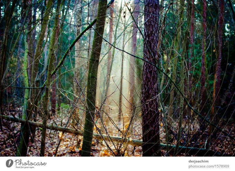 The right time for a morning walk. The sun sends its rays to the forest floor between the trees. Harmonious Relaxation Calm Hiking Nature Spring