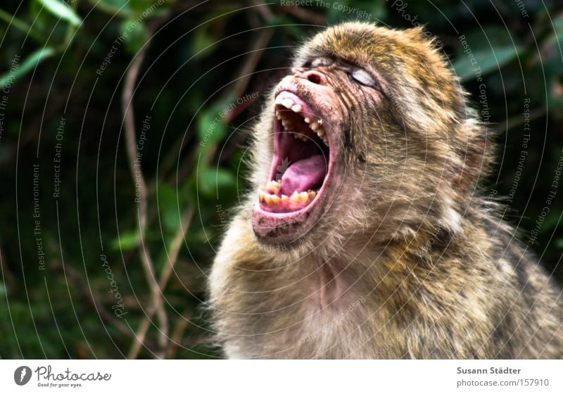 Monkey after the visit to the dentist... Monkeys Set of teeth White Dentist Drill Fear Tongue Scream Oral cavity Hair Mammal monkey forest