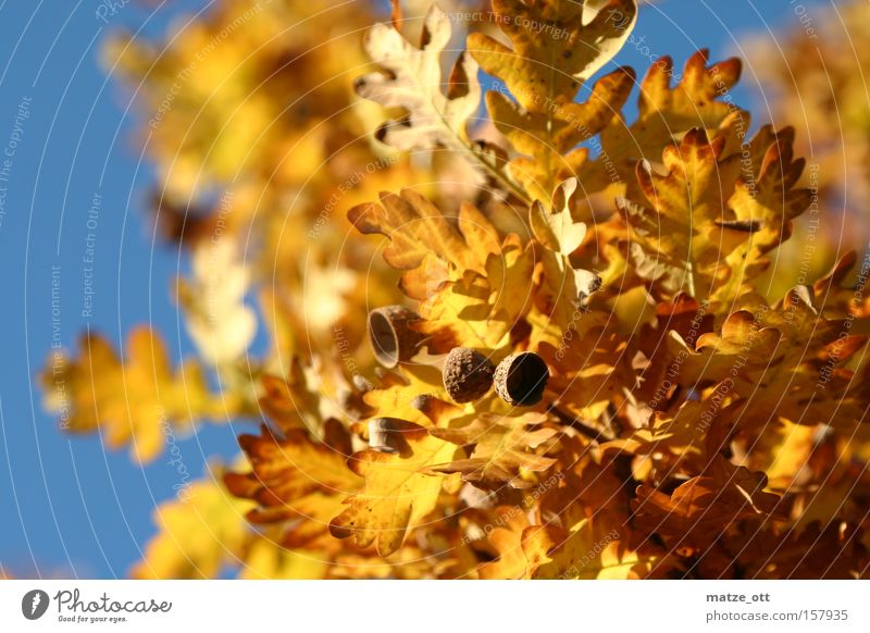 Golden Autumn Leaf Seasons Acorn Sun Sky Tree Warmth Yellow Brown leaf fall