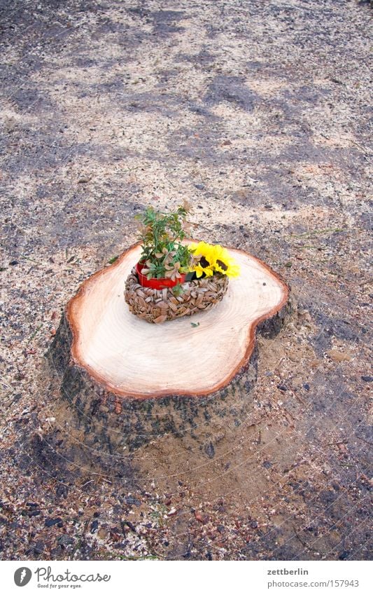 compensation Tree Dull Tree stump Woodcutter Forestry Agriculture Flower Sunflower Flowerpot Basket Placeholder Jewellery Decoration Transience Obscure sawdust