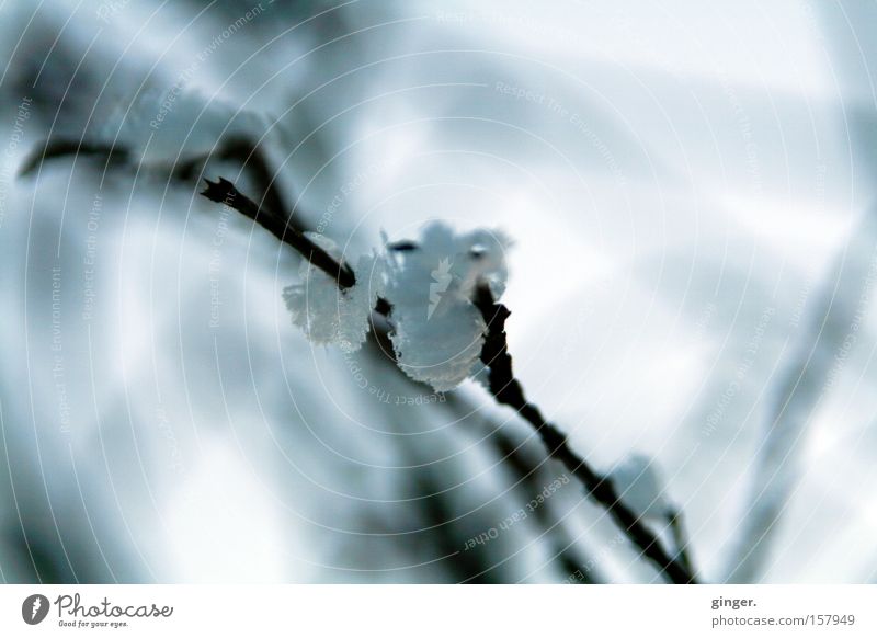 Ice twig Winter Snow Nature Weather Frost Cold Gray White Romance Twig Frozen mottled Detail Light