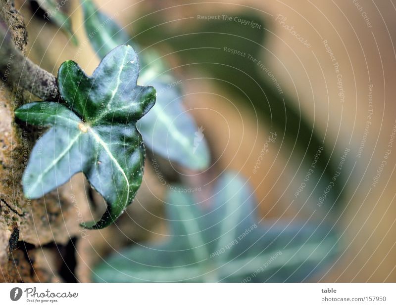 always green Ivy Creeper Leaf Tree Symbols and metaphors Popular belief Connectedness Accessible Green Brown Macro (Extreme close-up) Close-up carpet