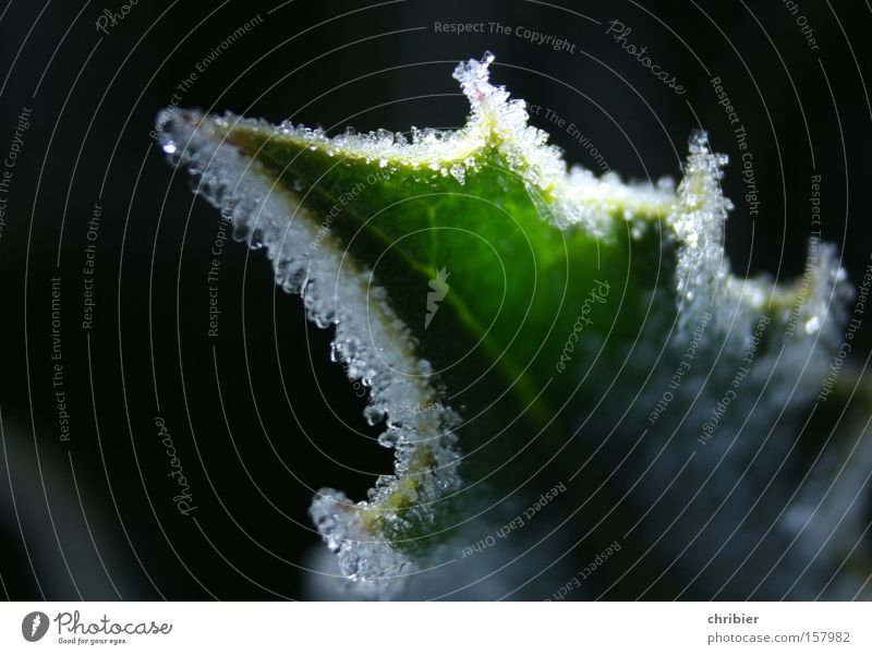 apex Hoar frost Frost Winter Leaf Freeze Frozen Snow Ice crystal Beam of light Glittering chribier