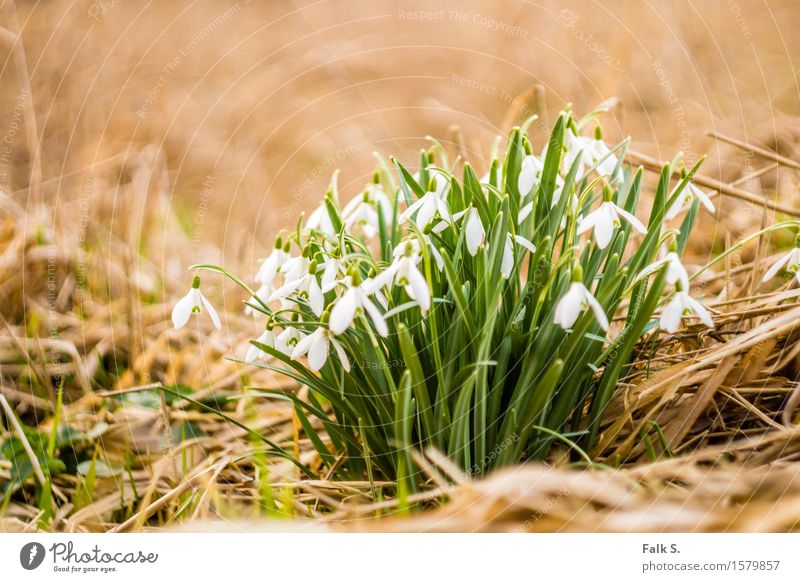 snowdrops Nature Plant Spring Flower Grass Leaf Blossom Wild plant Snowdrop Spring flowering plant Straw Meadow Forest Esthetic Fresh Dry Brown Green White