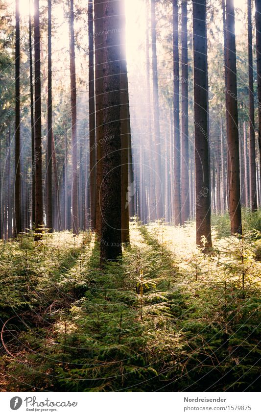 forest spring Trip Summer Hiking Nature Landscape Plant Sun Spring Beautiful weather Tree Forest Positive Moody Happiness Hope Relaxation Experience