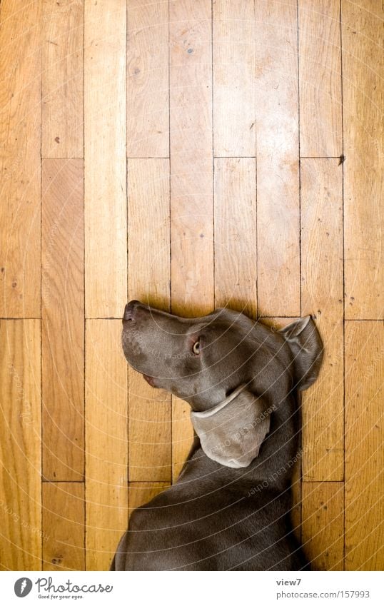 dog doll Dog Doll Lie Doze Sleep Playing Gesture Facial expression Weimaraner Parquet floor Wood Ear Pelt Detail Mammal Boredom puff