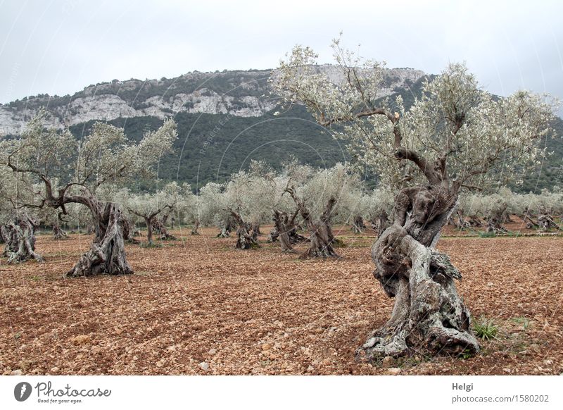 gnarled Environment Nature Landscape Plant Earth Sky Spring Tree Agricultural crop Olive tree Olive grove Field Mountain Serra de Tramuntana Island Majorca