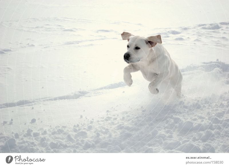 white on white. Happy Playing Winter Snow Ear Wind Dog Baby animal Running Walking Jump Athletic Healthy Power Love of animals Joy Elapse Hop Walk the dog