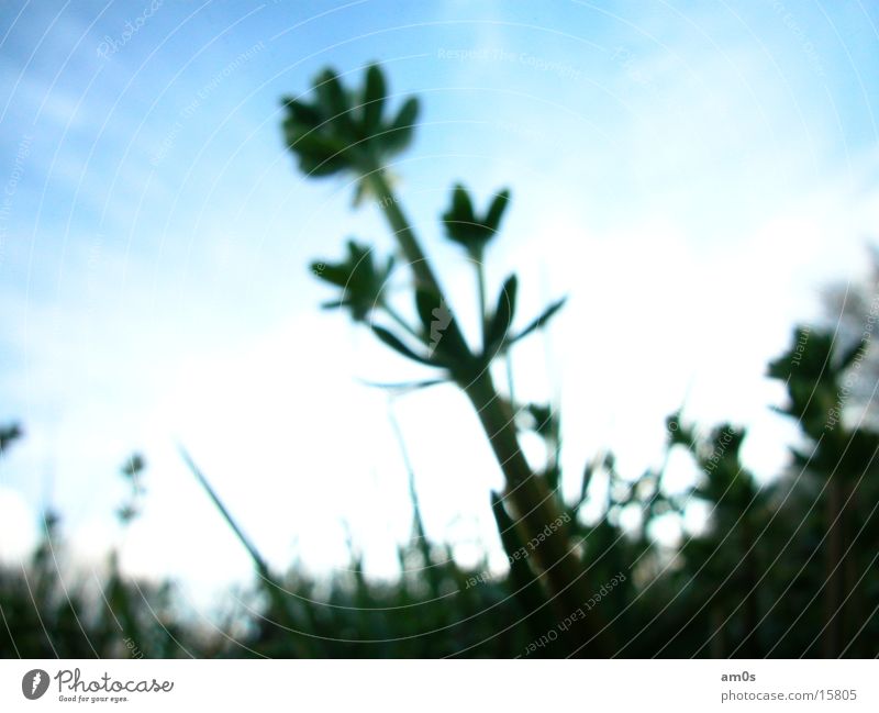 blurred Blur Plant Green Meadow Clouds Wide angle Sky