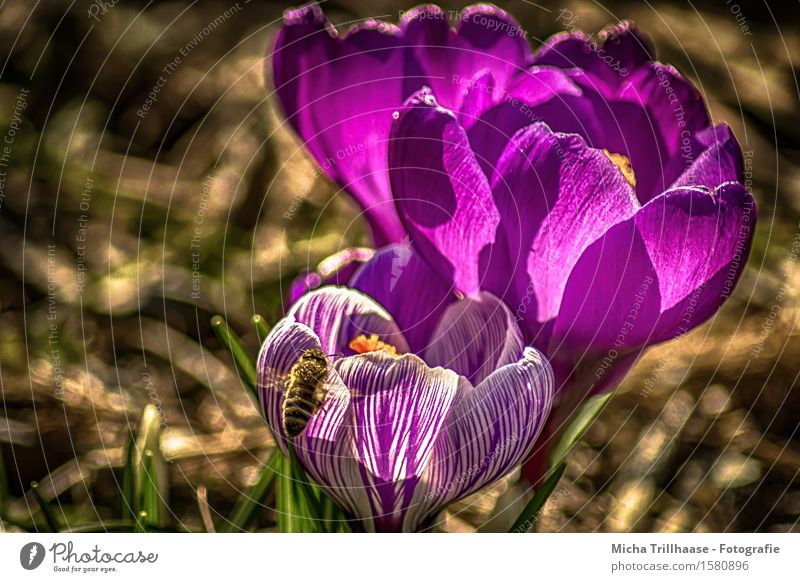 Bee & Flower Environment Nature Plant Animal Sun Sunlight Spring Summer Beautiful weather Leaf Blossom crocus Meadow Wild animal 1 Blossoming Fragrance Flying