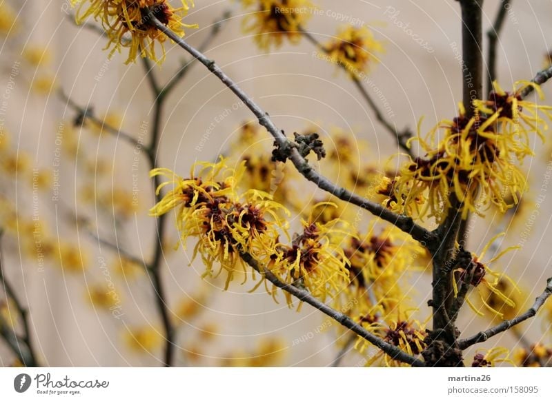 winter bloom Yellow Blossom Tuft Branch Twig Bushes Winter Spring Blossoming Plant Calm Wake up Hamamelis japonica Spring flowering plant witch hazel