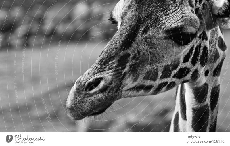 Portrait of a Giraffe Black & white photo Zoo Animal Wild animal Large Long Curiosity White Africa Neck Mammal Zebra Savannah Wilderness potrait