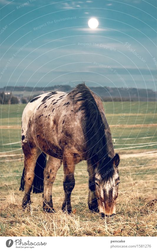 horse in the corridor Nature Landscape Elements Earth Sky Night sky Moon Full  moon Meadow Field Horse 1 Animal Observe Touch To feed Moody Safety (feeling of)