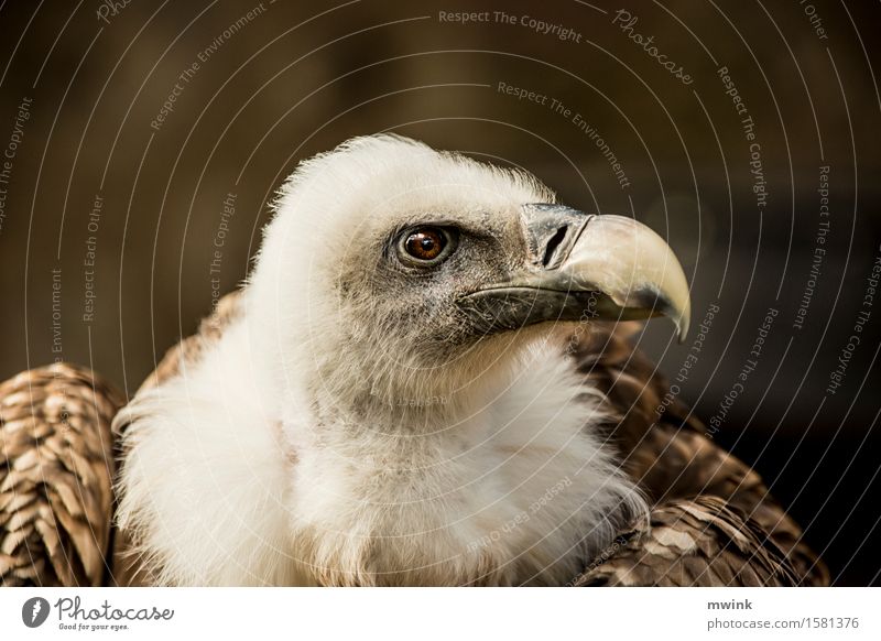 Portrait griffon vulture Animal Wild animal Bird Animal face Zoo 1 Observe Think To feed Hunting Looking Dream Wait Aggression Esthetic Athletic Authentic