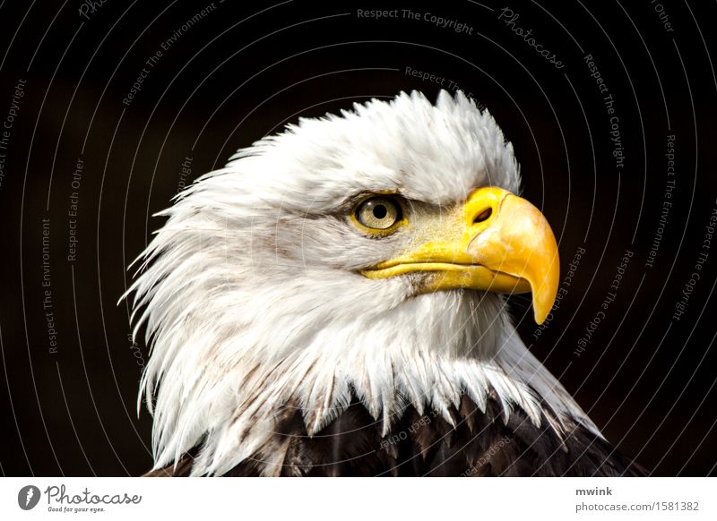 bald sea eagle Wild animal Bird Zoo 1 Animal Looking Aggression Esthetic Exceptional Cool (slang) Contentment Bravery Success Beautiful Patient Adventure Power