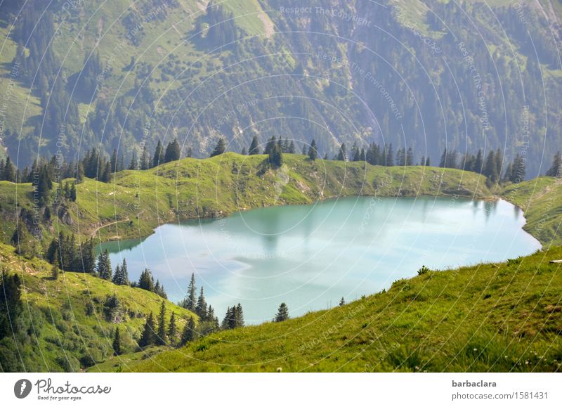 clear, cold mountain lake Vacation & Travel Hiking Landscape Elements Earth Water Meadow Forest Alps Mountain Allgäu Alps Lake Fresh Relaxation Freedom