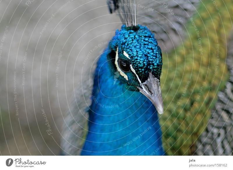 pavo cristatus IV Peacock Blue Bird Feather Head Eyes Animal Beautiful Esthetic Pride Looking Beak Park