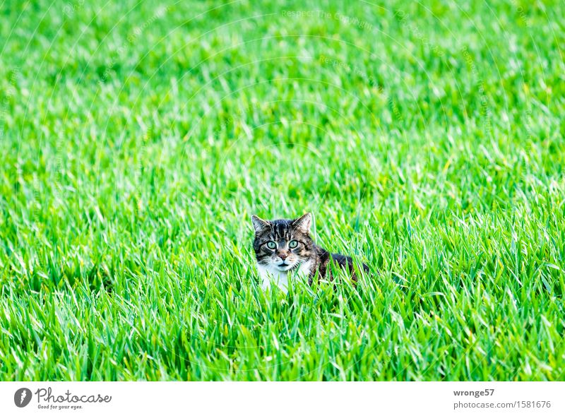 Trip to the countryside Plant Animal Spring Field Pet Cat 1 Observe Hunting Lie Natural Brown Green White Attentive Watchfulness Domestic cat Cat's head