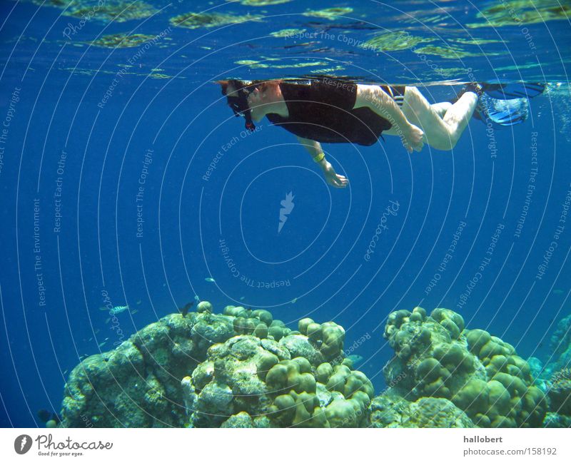 Maldives Water 20 Ocean Underwater photo Reef Dive Snorkeling dream vacation sea from below malidive