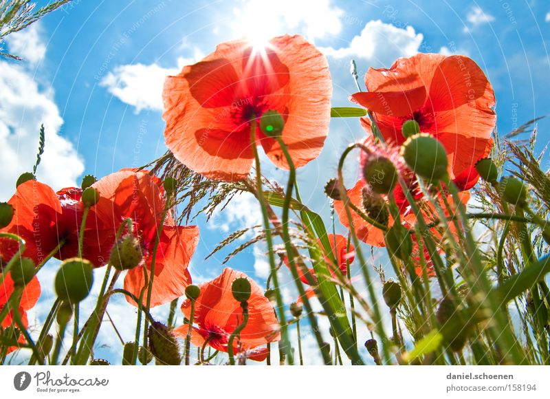 be out in the sun again Summer Meadow Poppy Corn poppy Sun Sunbeam Sky Red Blue Blossom Perspective Celestial bodies and the universe