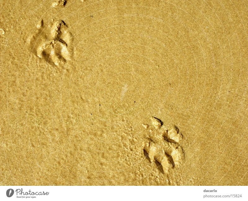sand tracks Beach Sand Tracks