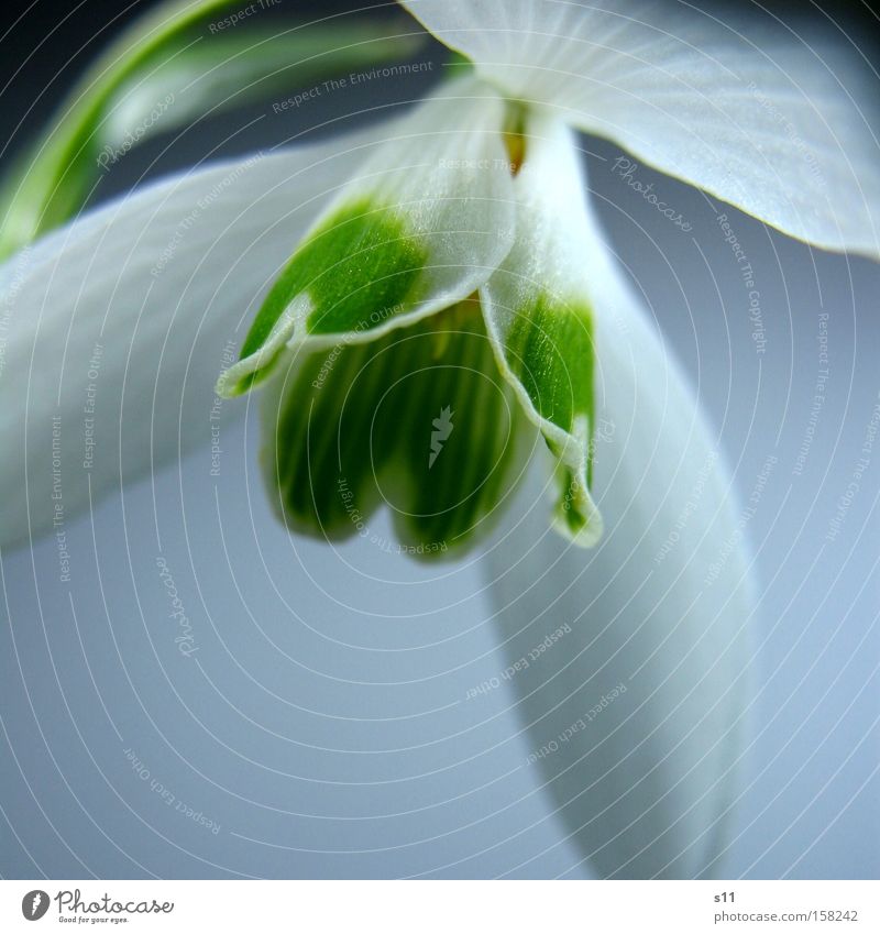 Hope For Spring II Snowdrop Flower Blossom Macro (Extreme close-up) Heart Delicate Seasons Park Wake up Close-up Decoration herald of spring Sarah Kasper s11