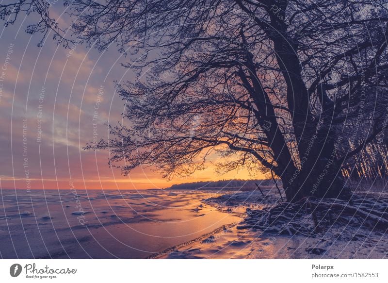 Tree silhouette at a frozen sea shore Beautiful Sun Beach Ocean Winter Snow Environment Nature Landscape Plant Sky Clouds Coast Lake River Freeze Dark Bright