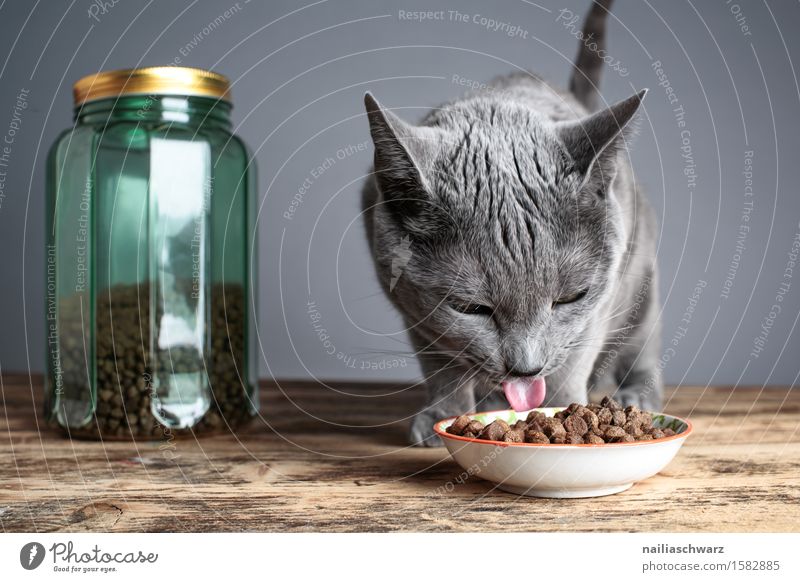 cat food Pet Cat 1 Animal Delicious Blue Gray Domestic cat portrait russian blue Russian Frontal Workshop cat picture purebred cat Colour photo Subdued colour