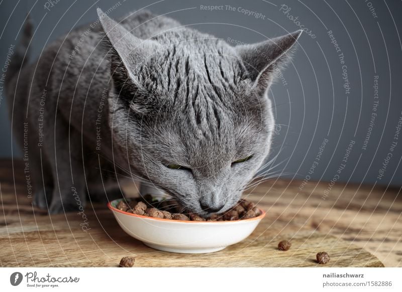 cat food Feed dried fodder Nutrition Eating fatter Bowl Pet Cat To feed Feeding To enjoy Healthy Happy Delicious Natural Cute Beautiful Blue Gray Contentment