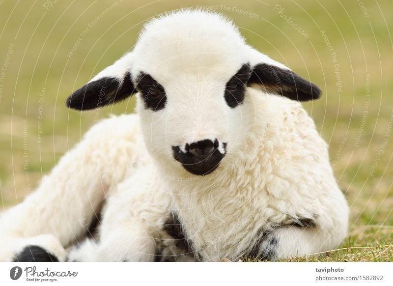 Download A Little Sheep And Its Mother A Royalty Free Stock Photo From Photocase
