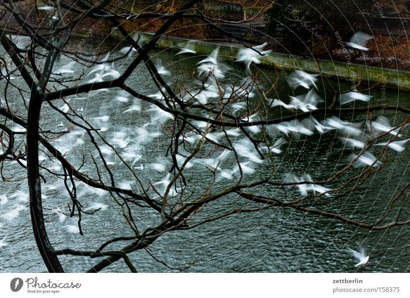 gulls Seagull Bird Flock of birds Flying Escape Migratory bird Departure Vacation & Travel Water River Channel Lakeside River bank Aviation