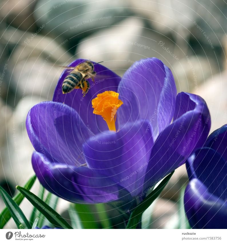 Crocus; Apis; mellifera Nature Spring Flower Pet Bee Jump approach apis Honey bee Insect dusting Pollen Stamen nectar collector more large-flowered bulb flower