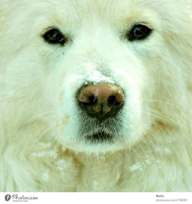 Dog! Snow Pelt White Watchfulness Concentrate Frontal Nose Snout Eyes Direct Flake Mammal Colour photo Animal portrait Front view Looking