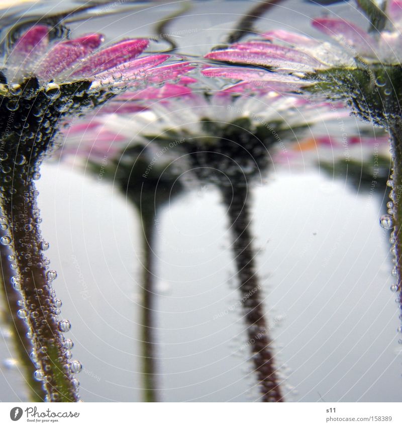 water ballet Flower Meadow Water Underwater photo Water blister Bubble Pink White Air Oxygen Summer Macro (Extreme close-up) Close-up goatflower Stalk