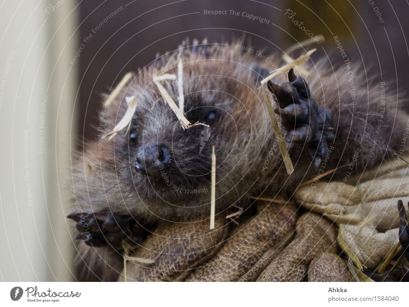 Hedgehog with straw on face stretches both paws towards camera while being held by two hands Wild animal Animal Carrying Thorny Discover Gloves Insubstantial