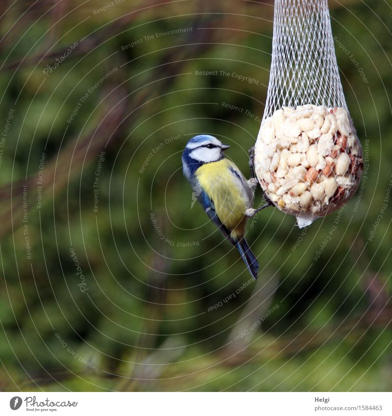 hungry... Environment Nature Plant Animal Spring Beautiful weather Garden Wild animal Bird Tit mouse 1 To hold on To feed Hang Esthetic Uniqueness Small Blue