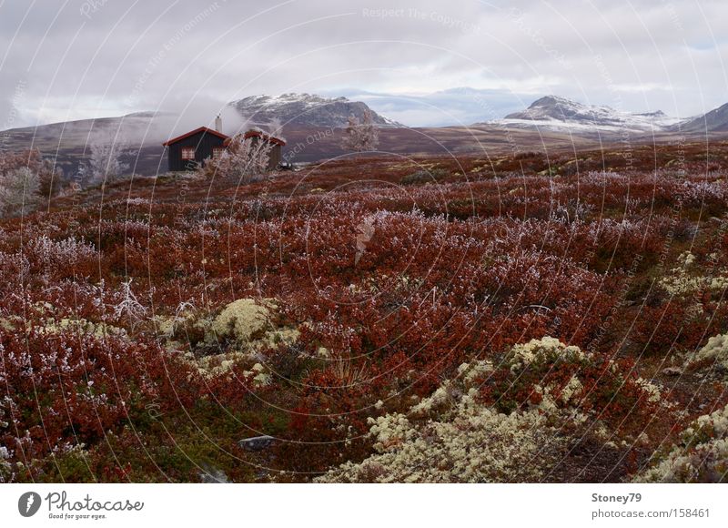 Morning frost in Rondane Calm Mountain House (Residential Structure) Nature Landscape Sky Clouds Autumn Ice Frost Bushes Moss Hut Cold Loneliness Freedom Norway