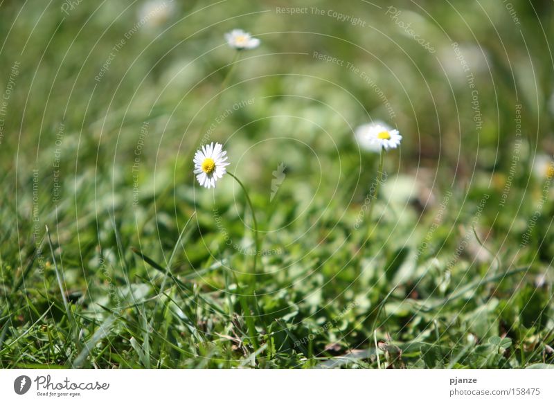 anticipation Grass Green Meadow Flower Plant Daisy Blossom Blade of grass Joy Anticipation Summer Exterior shot Macro (Extreme close-up)