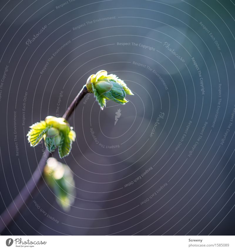 head up Nature Plant Spring Beautiful weather Bushes Blossoming Growth Small Green Spring fever Leaf bud Colour photo Exterior shot Macro (Extreme close-up)