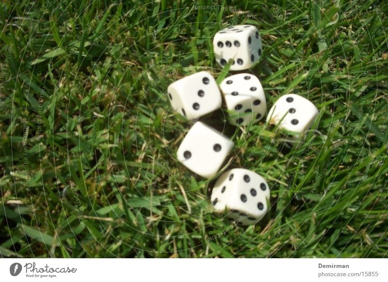 Cubes in the grass Grass Playing Kniffel Leisure and hobbies Digits and numbers Joy fun Calculation game Dice