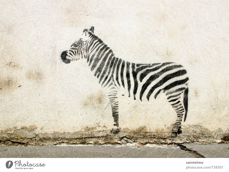 street-graffiti-zebra Graffiti Painting and drawing (object) Zebra Illusion Culture Art Wall (barrier) Deception Living thing City life Wall (building) Animal